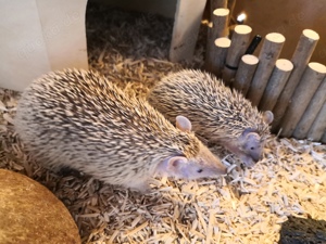 Echinops Telfairi kleiner Igeltanrek Bild 4