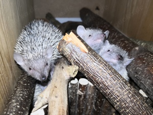 Echinops Telfairi kleiner Igeltanrek Bild 7