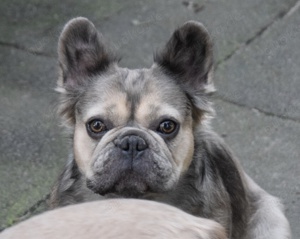 Französische Bulldogge 