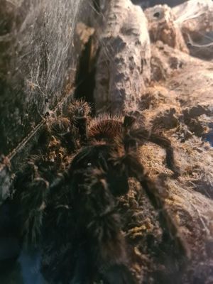 Lasiodora Parahybana 0.1 mit Terrarium