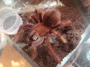 Vogelspinne Theraphosa apophysis 6cm KL weiblich