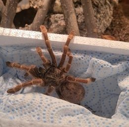 Pterinochilus murinus DCF Kigoma subadultes Weibchen mit Terrarium