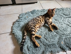 Reinrassige Bengalkitten 