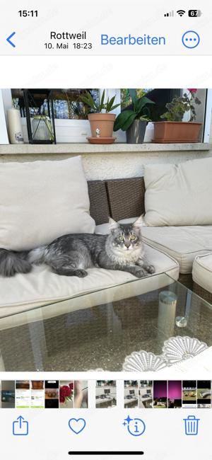 Reinrassige Maine Coon Deckkater Stammbaum