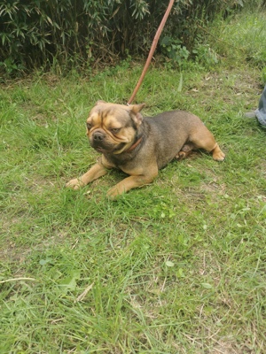 Französischer Bulldoggen Rüde sucht Passendes Zuhause 