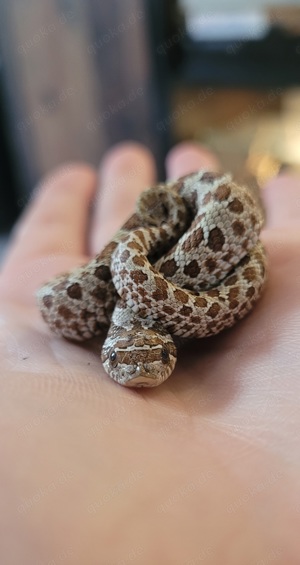 Heterodon nasicus, Hakennasennatter 