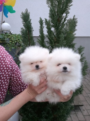  Pomeranian  Zwergspitz Welpe Typ Boo