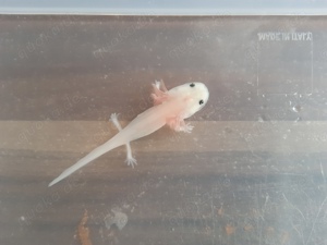 Axolotl Ambystoma mexicanum Babys