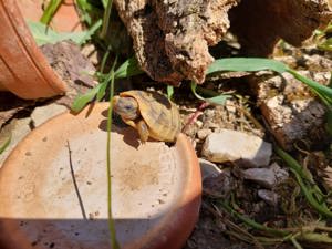 Griechische Landschildkröte Nachzuchten Testudo hermanni boettgeri (Ostrasse)