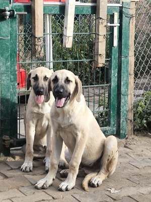 kangal Welpen xxxl 