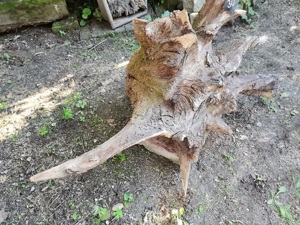 Baumwurzeln, verschiedene Größen, tolle Deko Bild 3