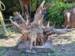 Baumwurzeln, verschiedene Größen, tolle Deko Bild 6