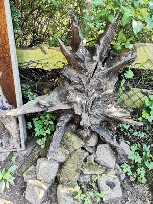 Baumwurzeln, verschiedene Größen, tolle Deko Bild 9