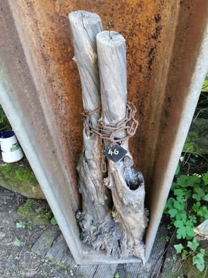 Baumwurzeln, verschiedene Größen, tolle Deko Bild 8