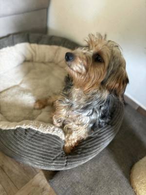 Meril 1,5 Jahre Yorkshire Terrier mix sucht trotz Handicap liebe