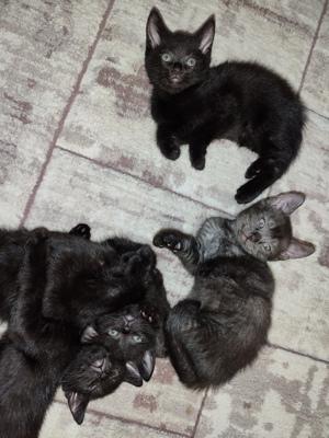 BKH Mix Katzenbabys 