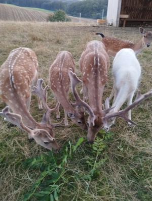 Damwildhirsch  2. Kopf zur Zucht