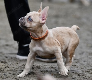 Französische Bulldoggen Welpen 