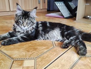 23 Wochen alte Maine Coon Kitten - 4 Maedchen