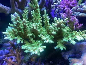 Acropora Austera Neon Green