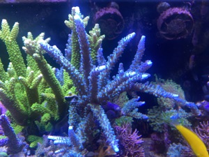 Acropora sp .  Blau 