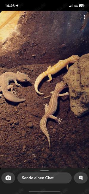 3 Leopardgeckos mit viel Zubehör