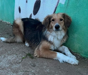 Collie Mix Milos möchte wieder Vertrauen fassen