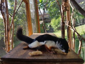 Prevostii - Schönhörnchen - Eichhörnchen