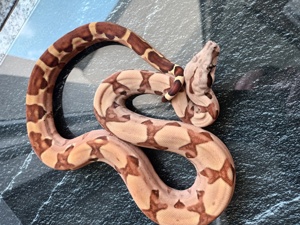 0.1 Hypo DH Sunglow poss Blood