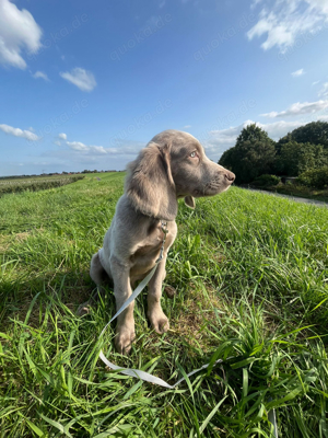 Weimaraner Langhaar Welpen, sofort abgabebereit