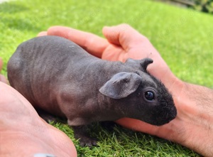 Meerschweinchen Skinny Pig 