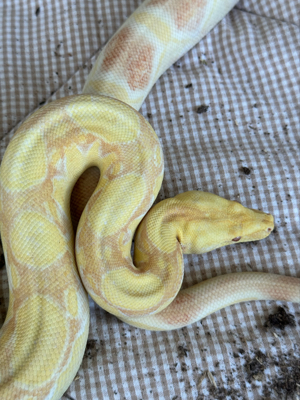 *Proven Breeder* 1.0 Albino IMG het Anery Boa BCI