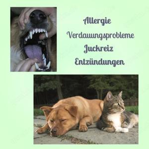 Ernährungsberatung für Hunde und Katzen