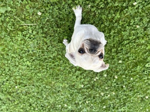 reinrassige Mops Welpen mit Ahnentafel geimpft und gechipt