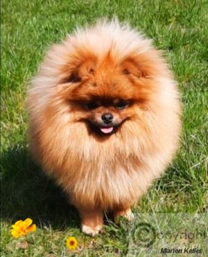 Pomeranian Zwergspitz Deckrüde