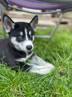 Husky Welpen (nur Rüden) Karlsruhe