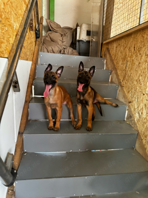 Malinois Welpe