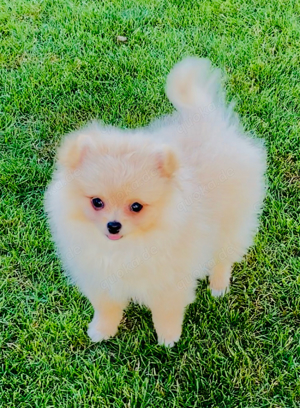 Traumhaftschöne Zwergspitz Pomeranian Weibchen