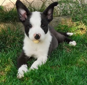 Border Collie Mischling 