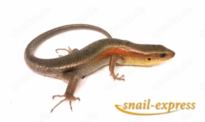 Sonnenskink - Eutrophis multifasciata 