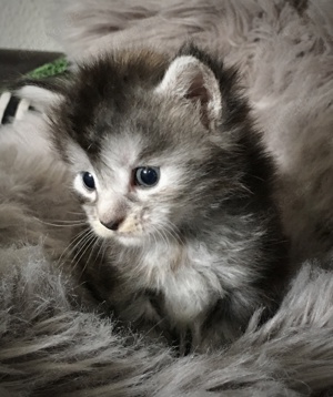 Maine Coon Kitten mit Stammbaum 