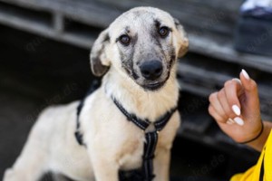 Blonder Hundezwerg Frida wartet auf Dich