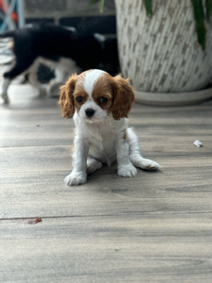 cavalier king Charles spaniel welpen sucht neues Haus