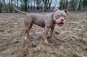 Wunderschöne American Pocket Bully Hündin Lilac Tri-color 1,3 Monate jung sehr verschmust 