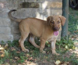 Hapci, z.Zt. in Ungarn, toller Hund sucht tolle Familie