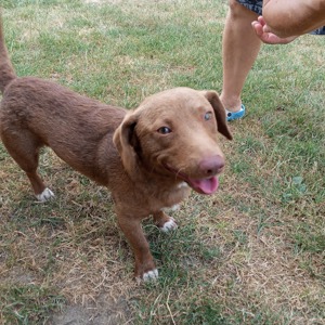 *MIRO* - Der kleine Hundemann ist lieb, freundlich, verschmust, zärtlich