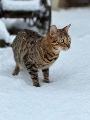 Wunderschöne Bengalkatze sucht liebevolles Zuhause