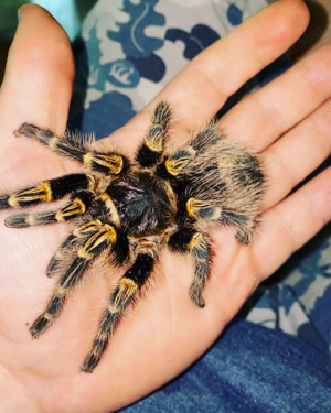 Vogelspinnen Grammostola Pulchripes Adult Weibchen