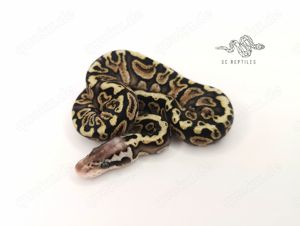 0.1 GHI Spotnose Pastel 100% HET Clown ENZ24