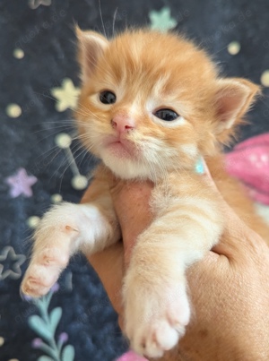 Maine coon wunderschönen kitten 